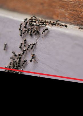 Ant Control Image