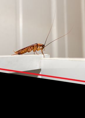 Roach Control Image