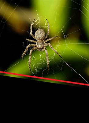 Spider Control Image