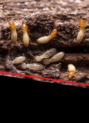 Termite Control Image