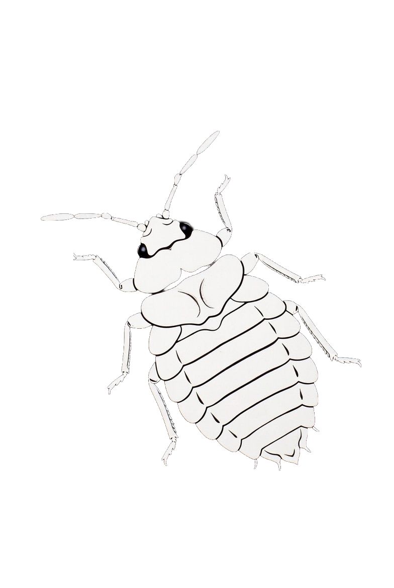 Bed Bugs